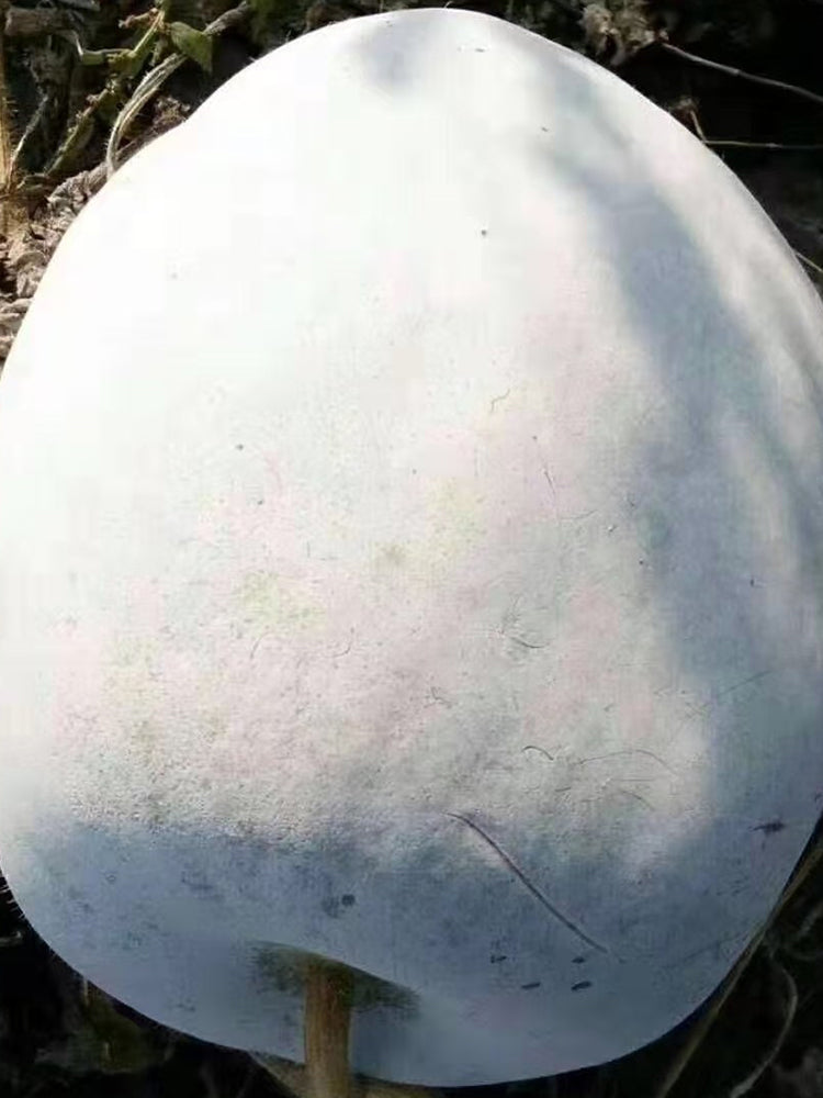 Beijing Chuanling No. 8 Wax Gourd