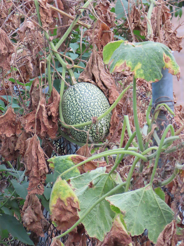 Figleaf Gourd