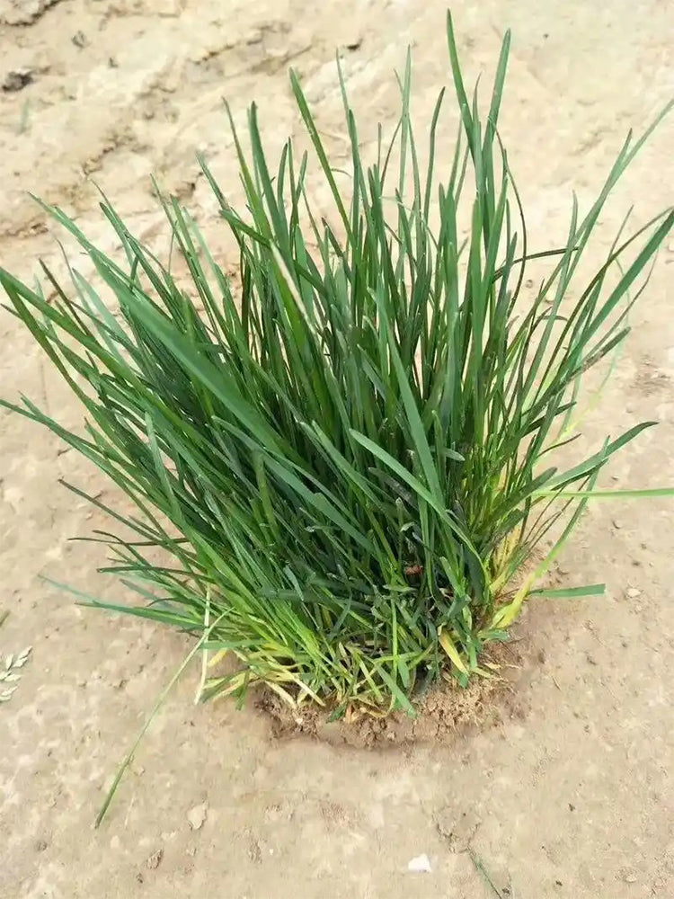 Festuca arundinacea 'Rebel V BT'