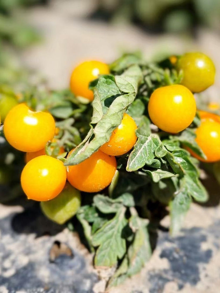 Potted Dwarf Yellow Tomato