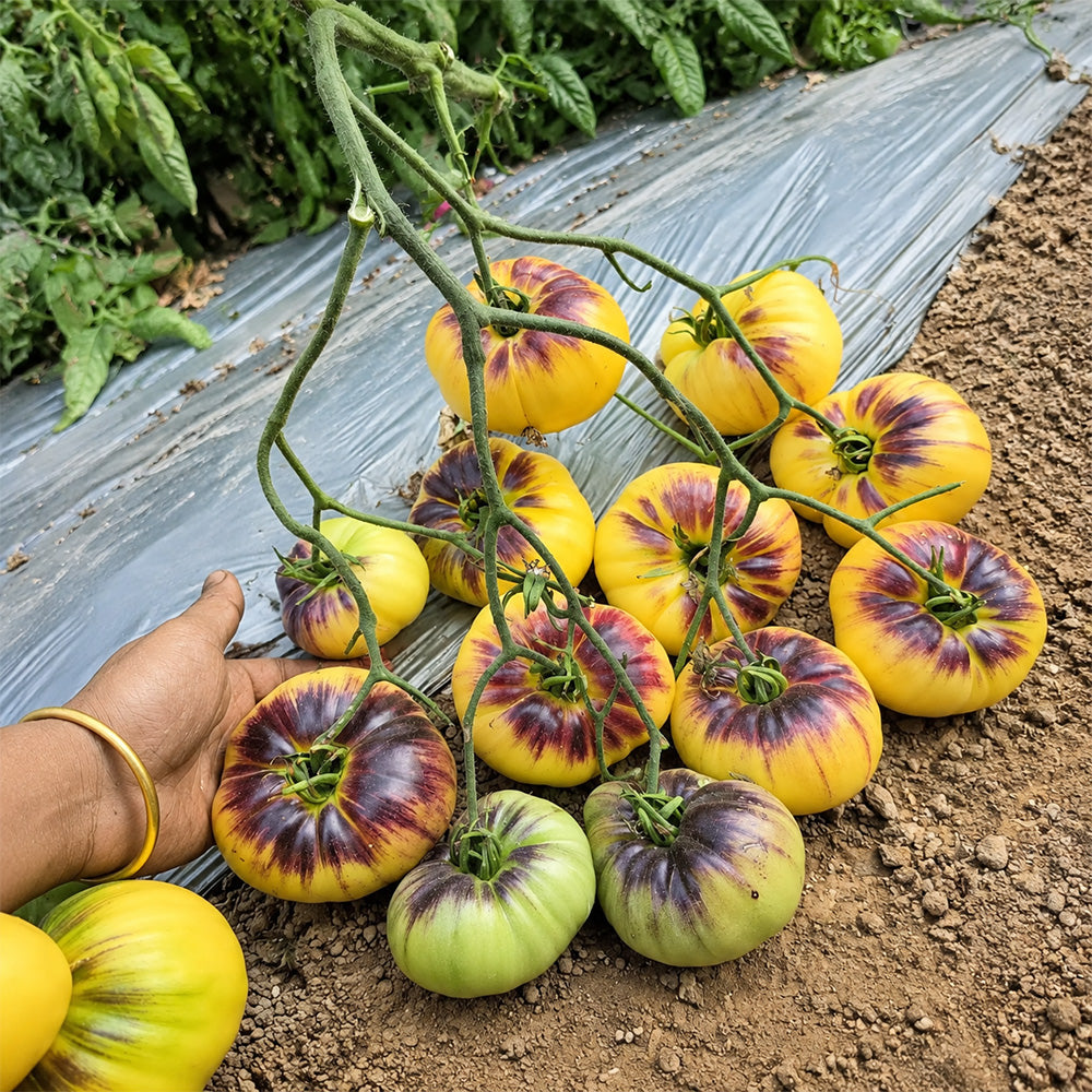 87 Sart Roloise Tomato