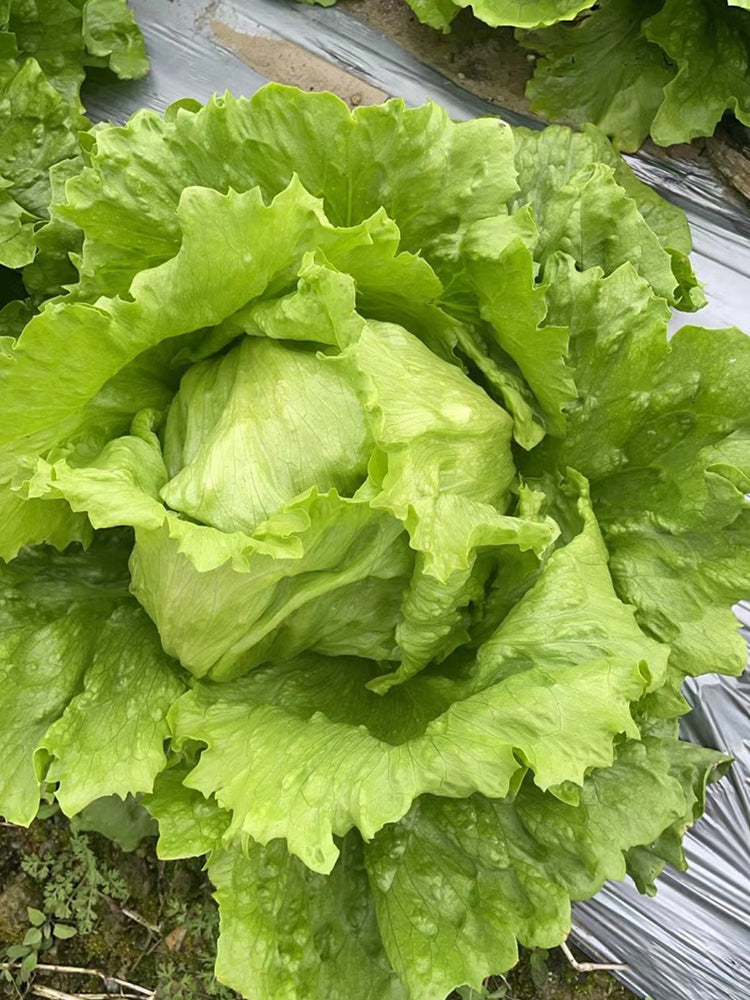 Green Ball Lettuce