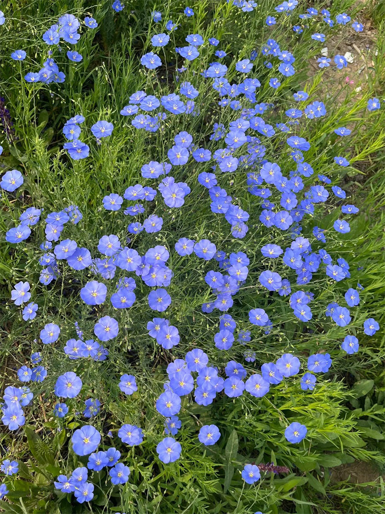 Blue Flax