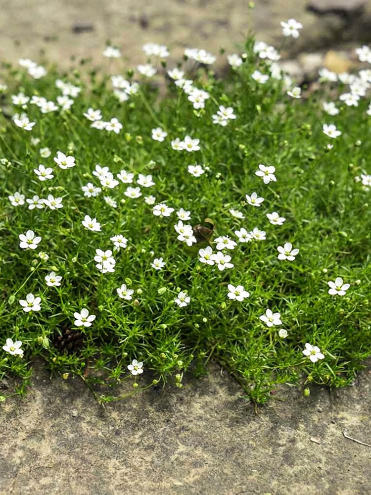 Irish Moss