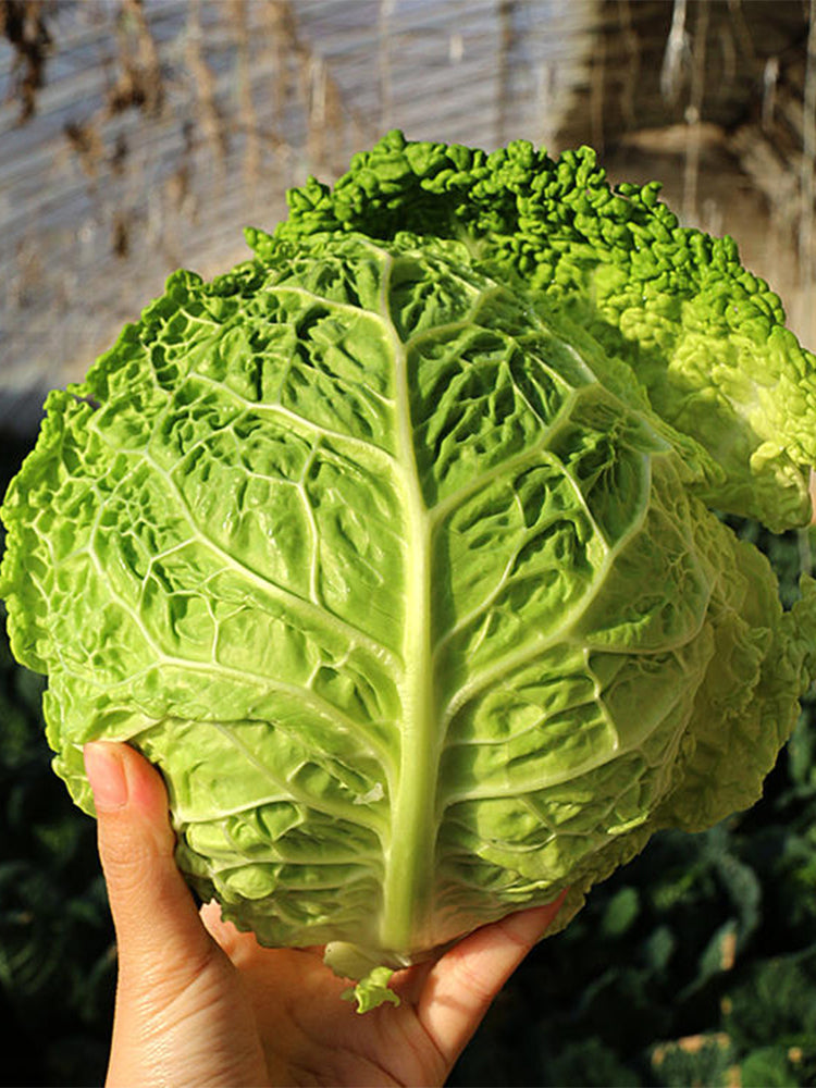 'Dongzhou No.1' Cabbage