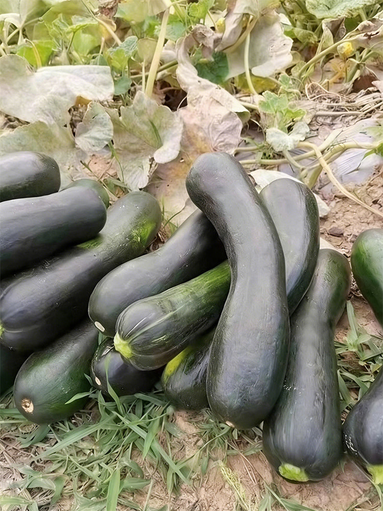 Zhengqing No.1 Black-skinned Pumpkin