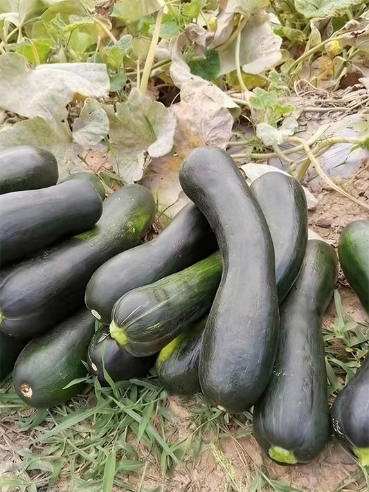 Zhengqing No.1 Black-skinned Pumpkin