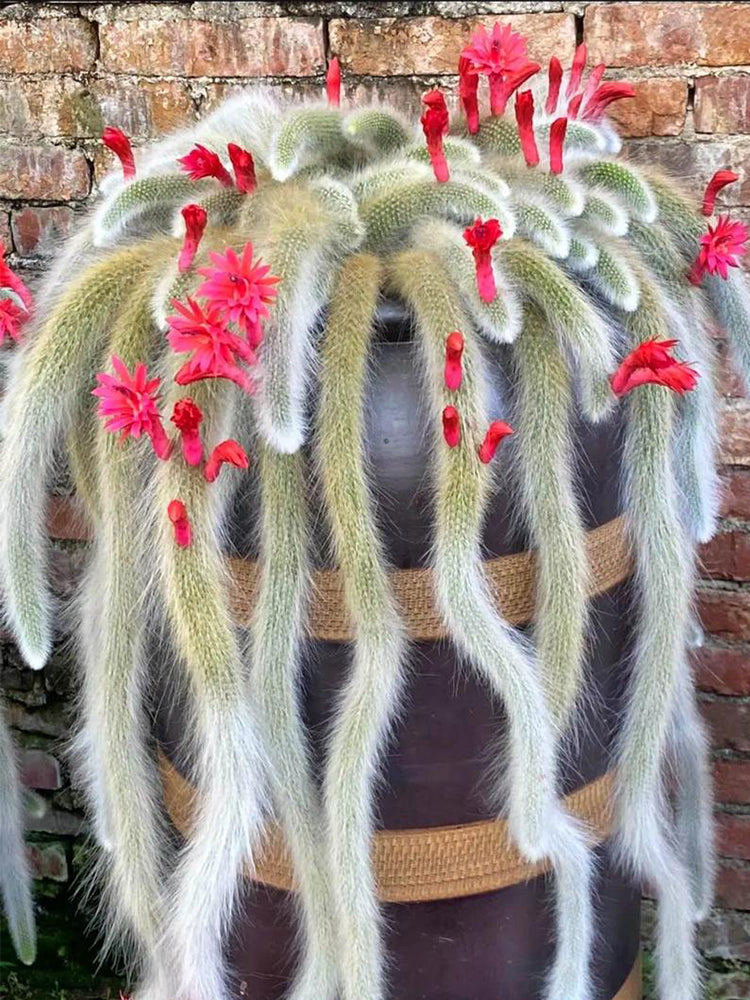 Monkey Tail Cactus (Hildewintera colademononis)