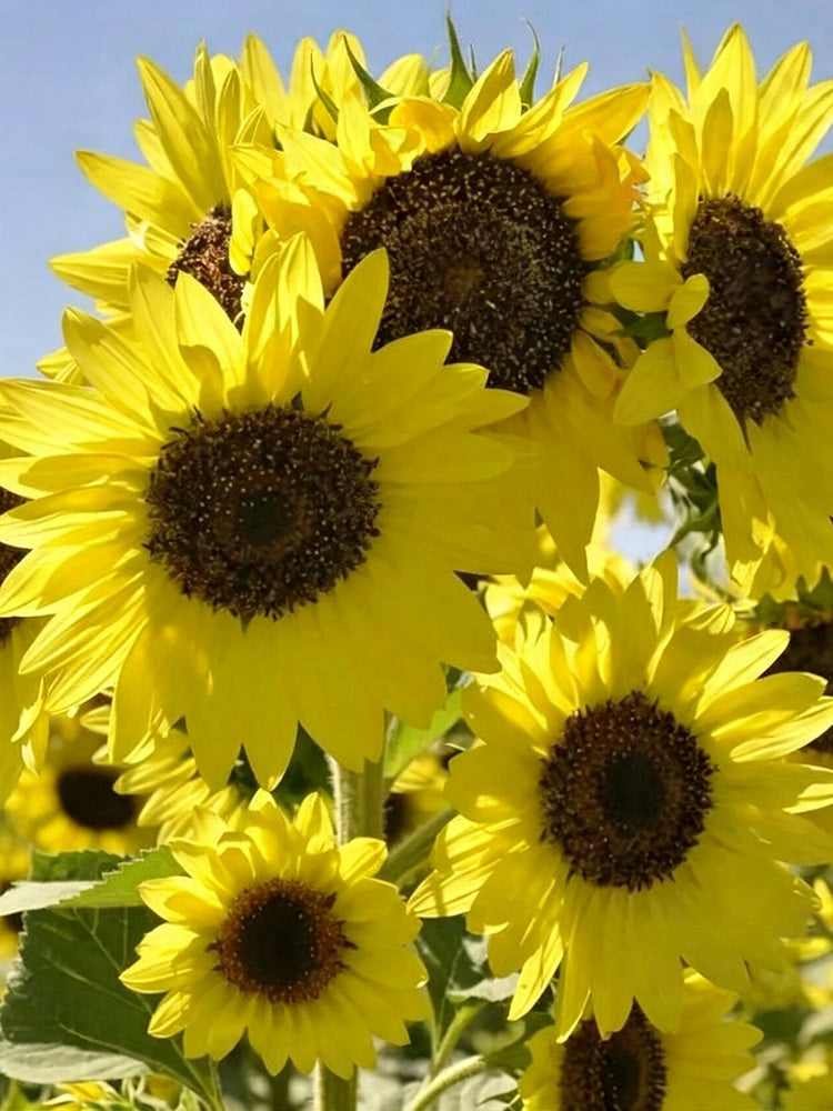 Lemon Yellow Sunflower
