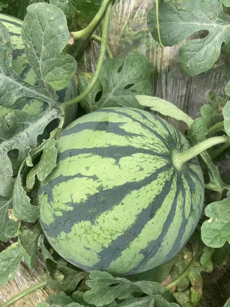 Meijia 84-24 Hybrid Watermelon