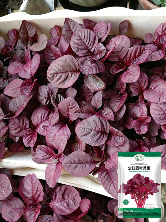 Red Round Leaf Amaranth