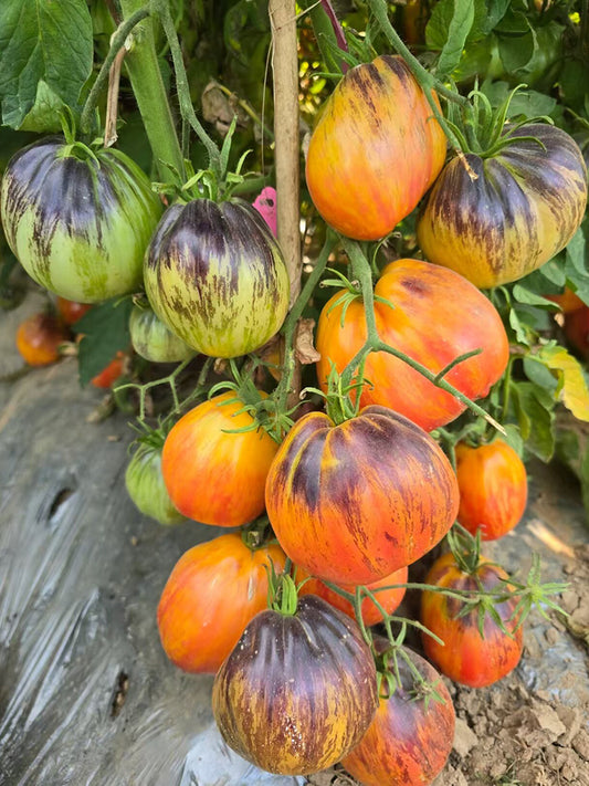 1027 Fiery Veil Tomato