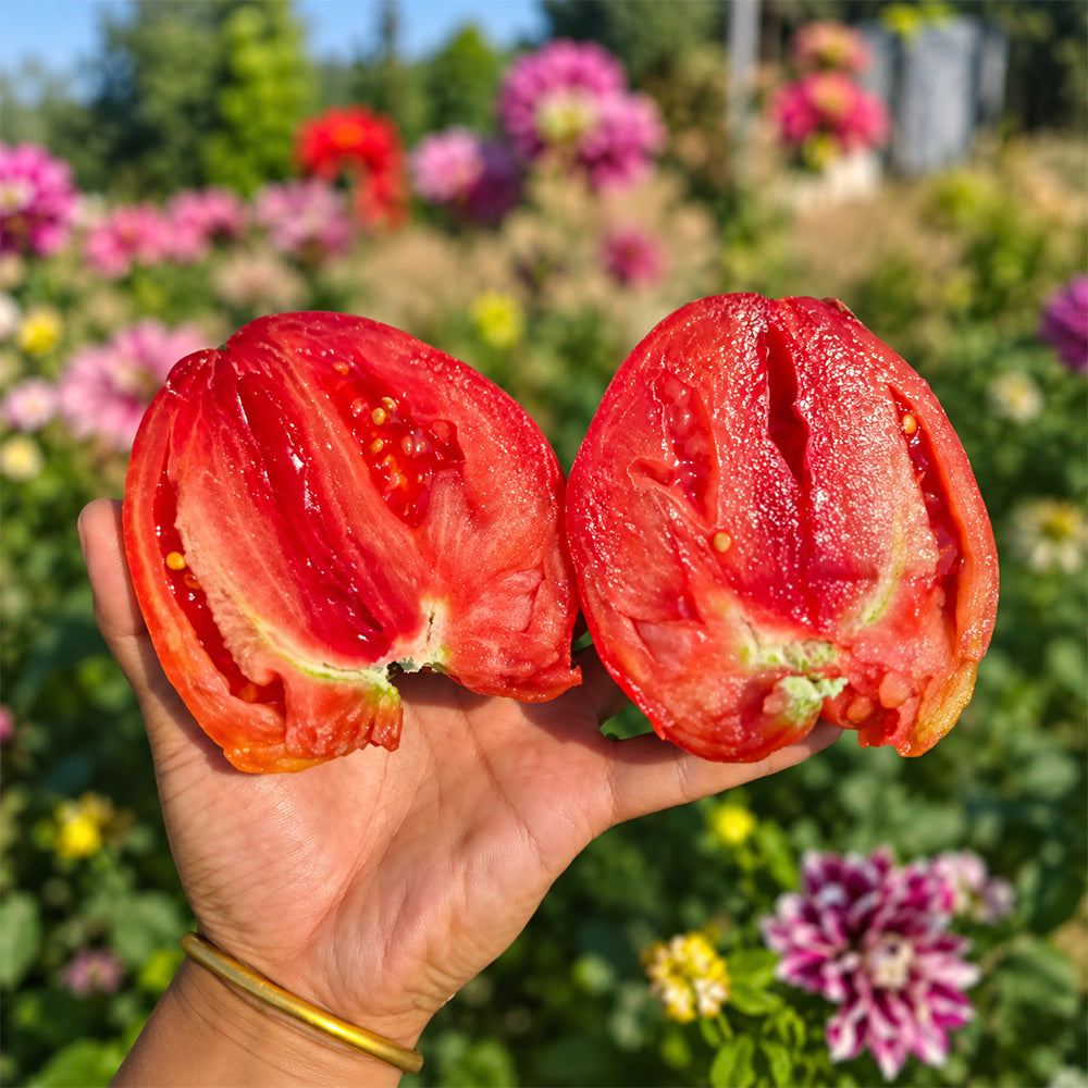189 Winnie the Pooh Tomato