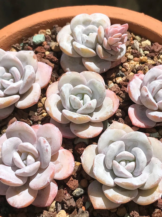 Echeveria laui