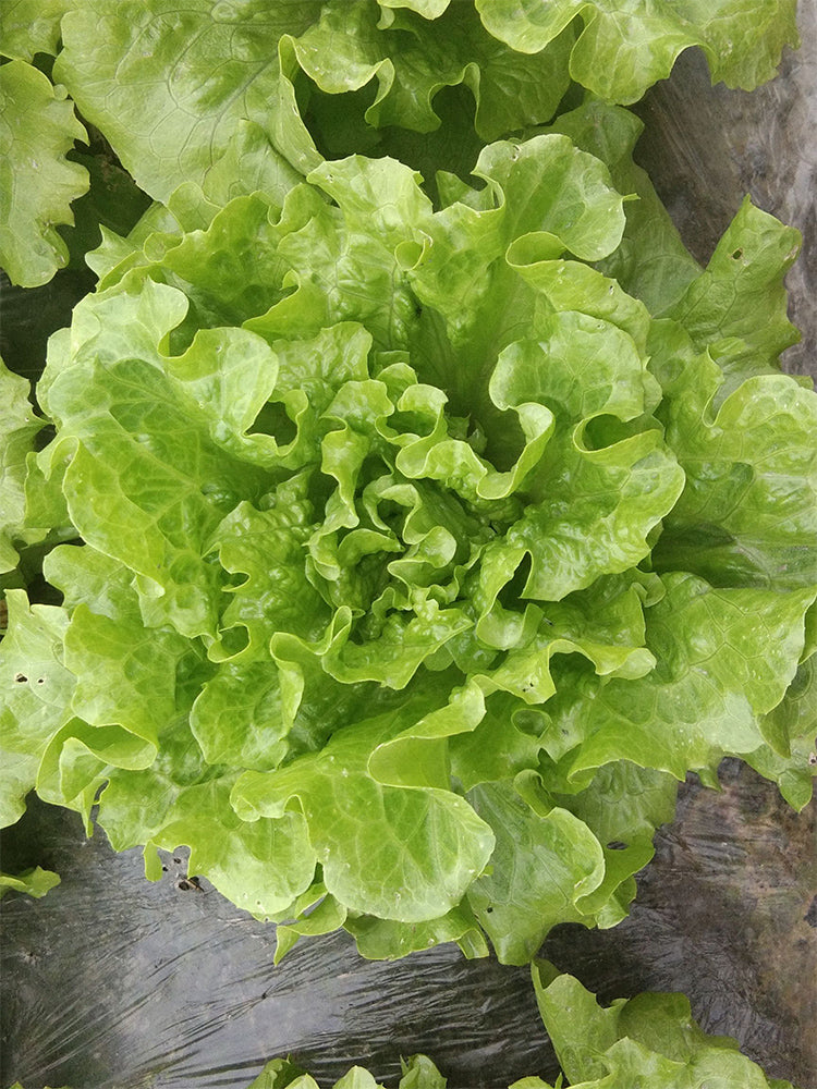 'Lvmei' Italian Lettuce