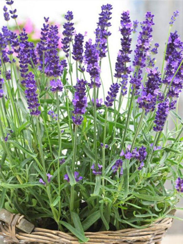 Narrowleaf Lavender