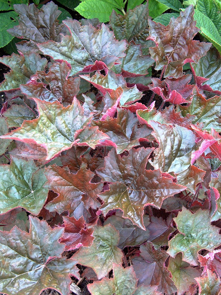Purple Palace Heuchera