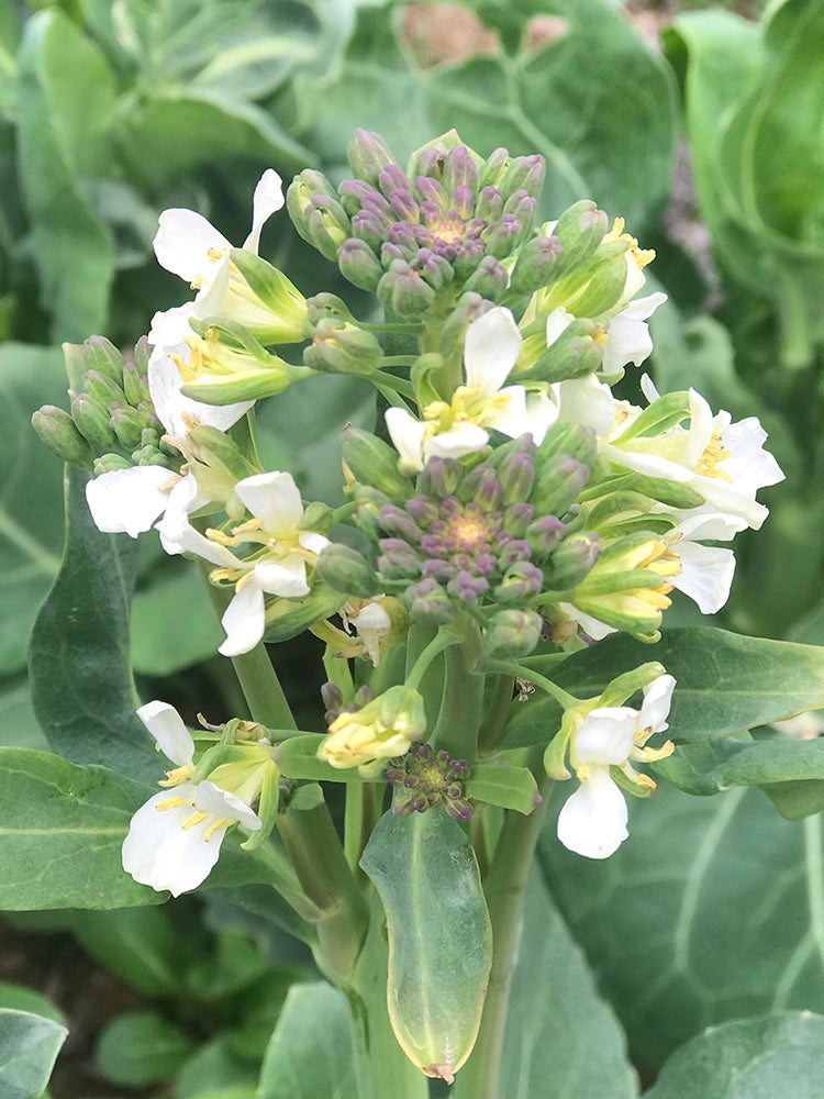 'Jiemei Jinmei Zhonghua' Chinese Kale