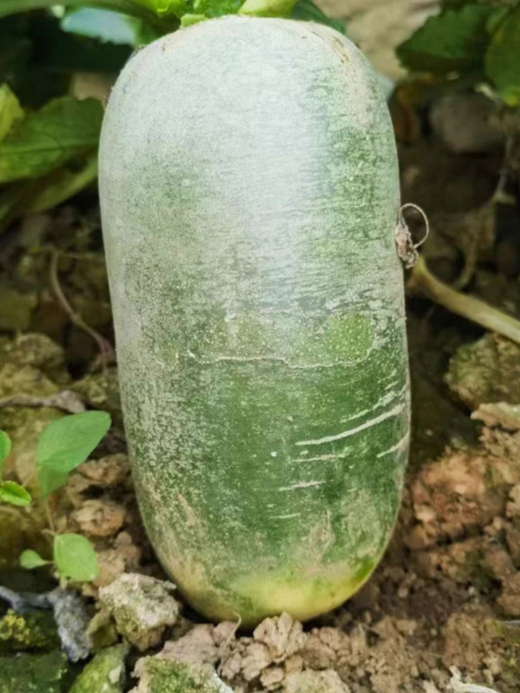 Jingcui Elite Fruit Radish