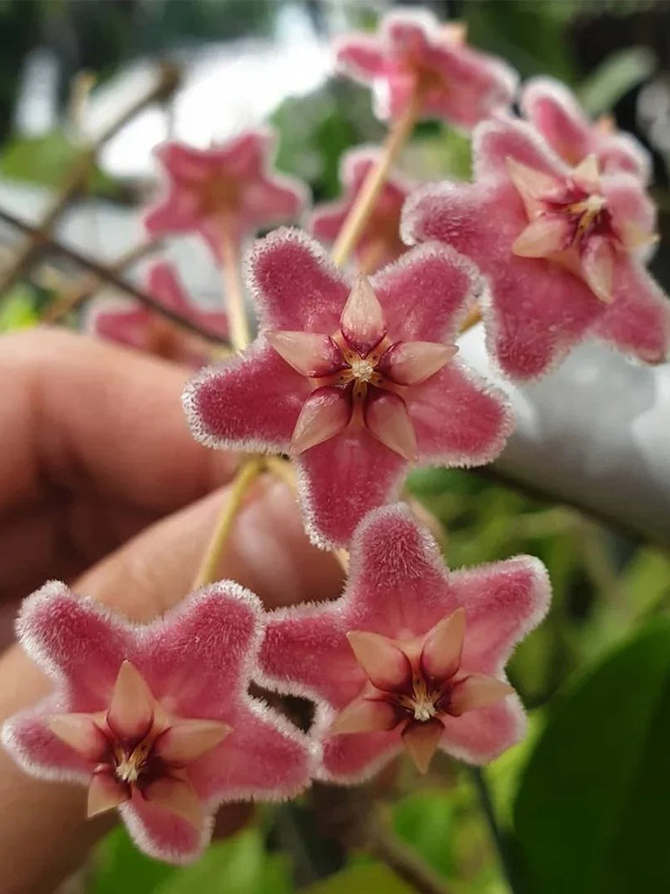 Hoya pubicalyx 'Pink Dragon' Unrooted Stem Cuttings