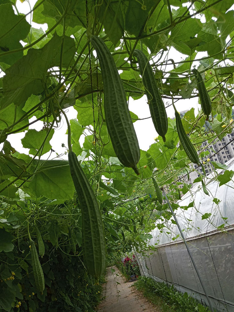 Jiemei Yaxiu No. 2 Luffa