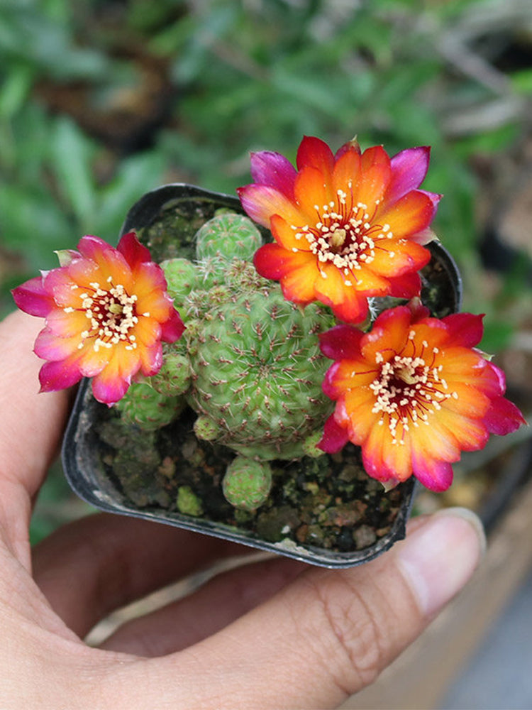 Aylostera 'Karel' Cactus