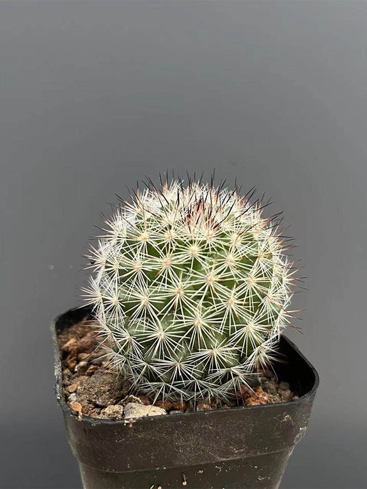 Mammillaria albicans