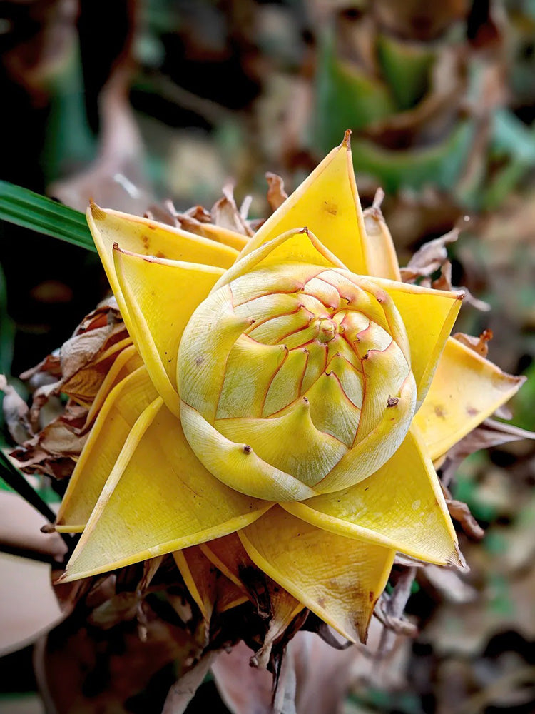 Ground Burst Golden Lotus