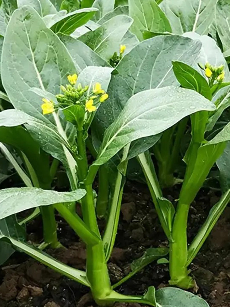 Green Tender Sweet Choy Sum