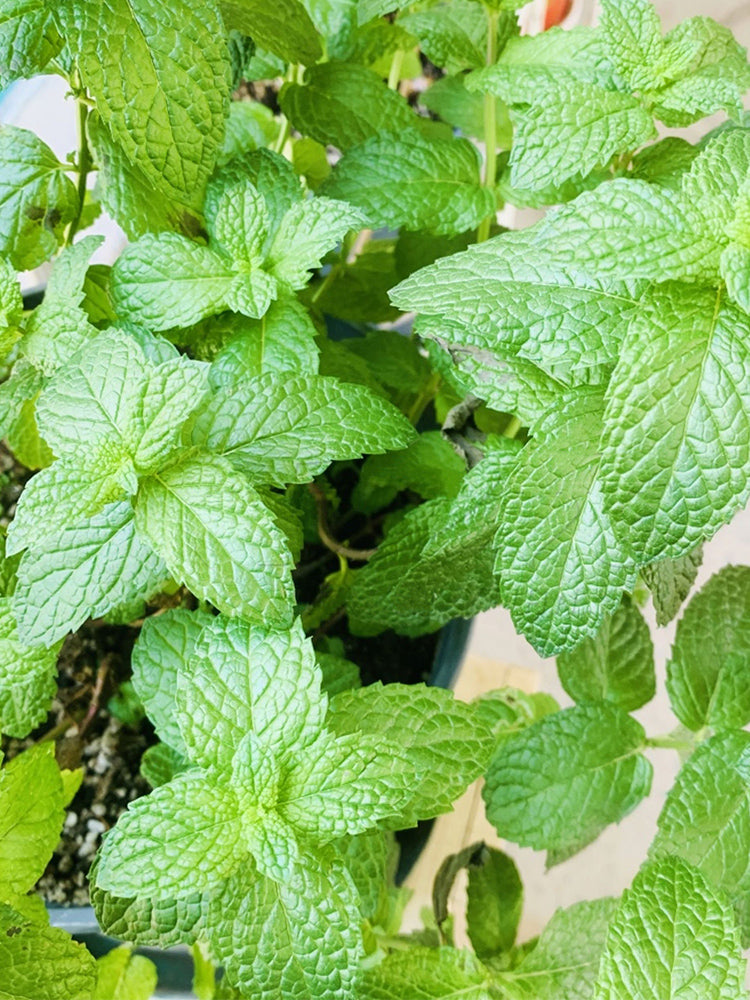 Spearmint (Mentha spicata L.)