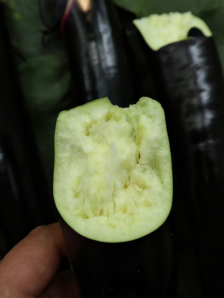 'Heiguiren' Long Eggplant