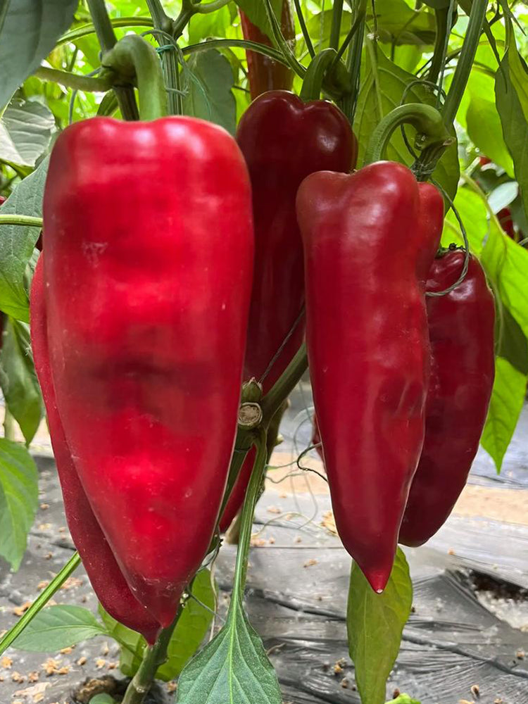 Conical Red Sweet Pepper