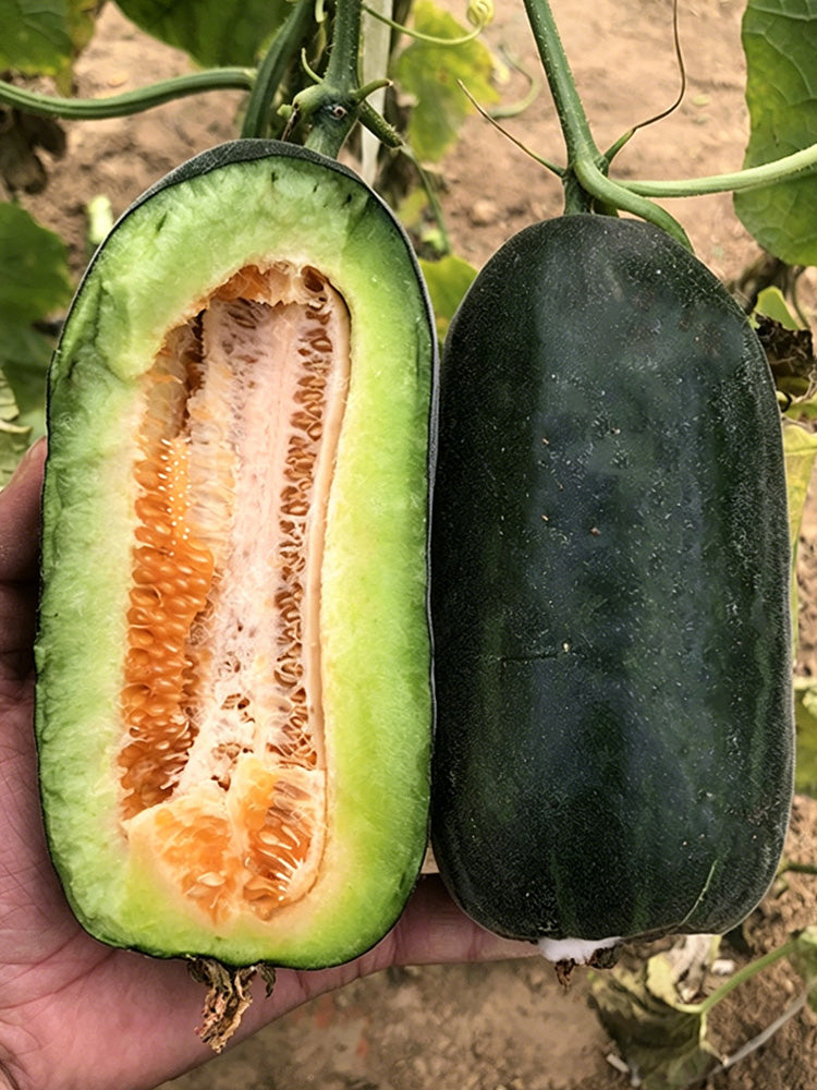 Little Darling Melon