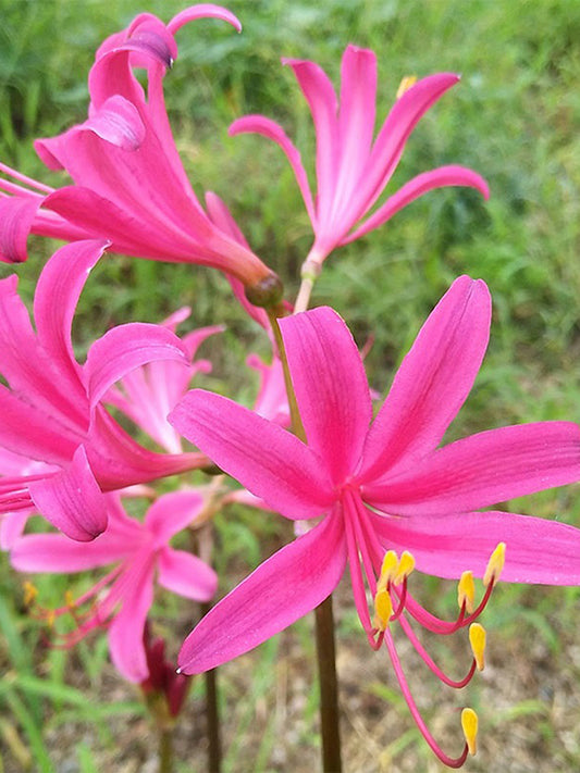 Pink Lycoris sprengeri