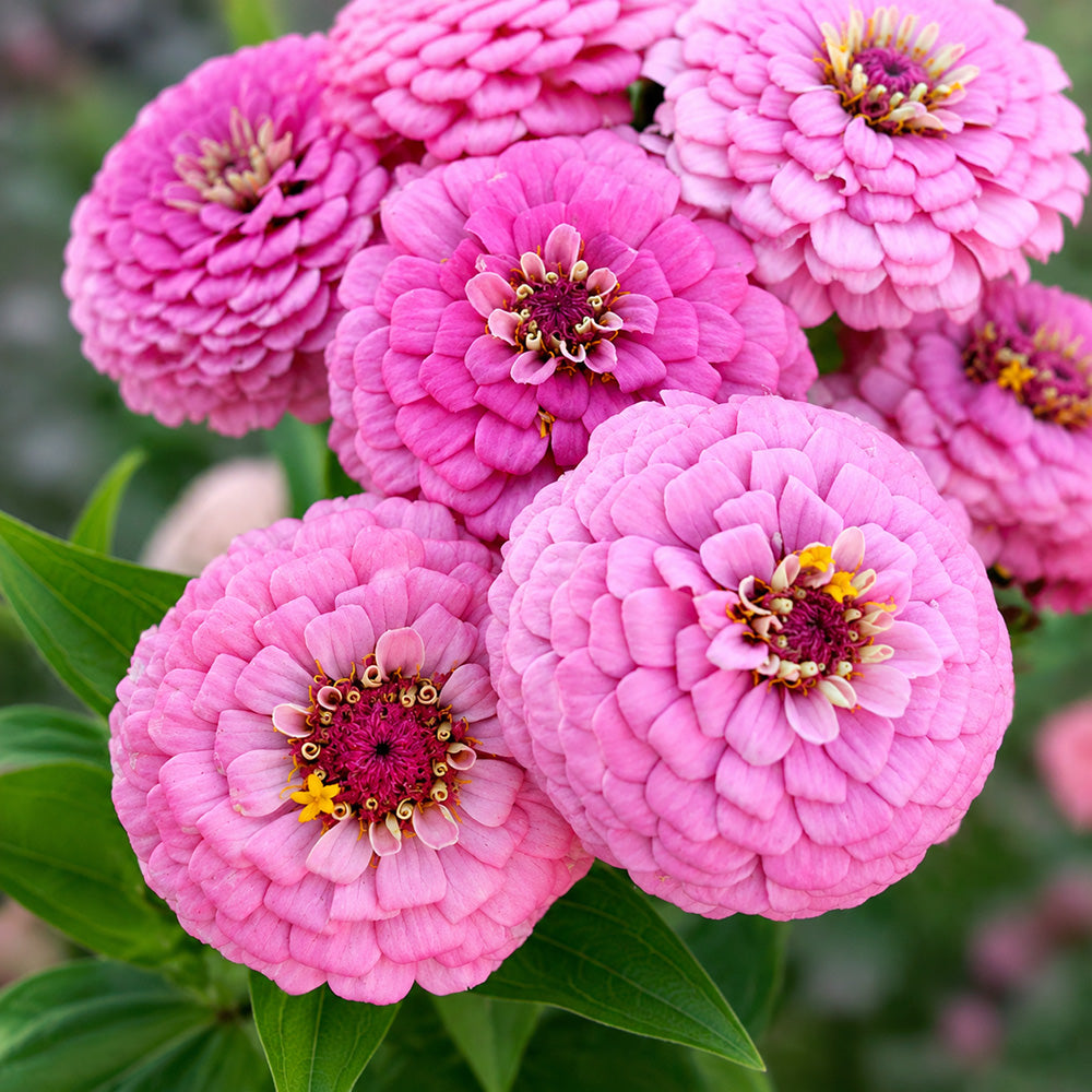 W1347 Large-Flowered Pink Zinnia