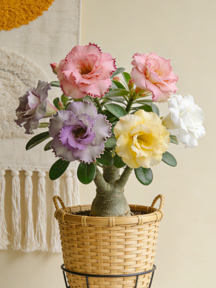 Desert Rose Mixed Colors