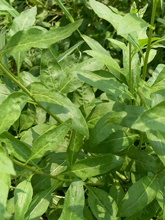 Fruitless Edible Leaf Wolfberry