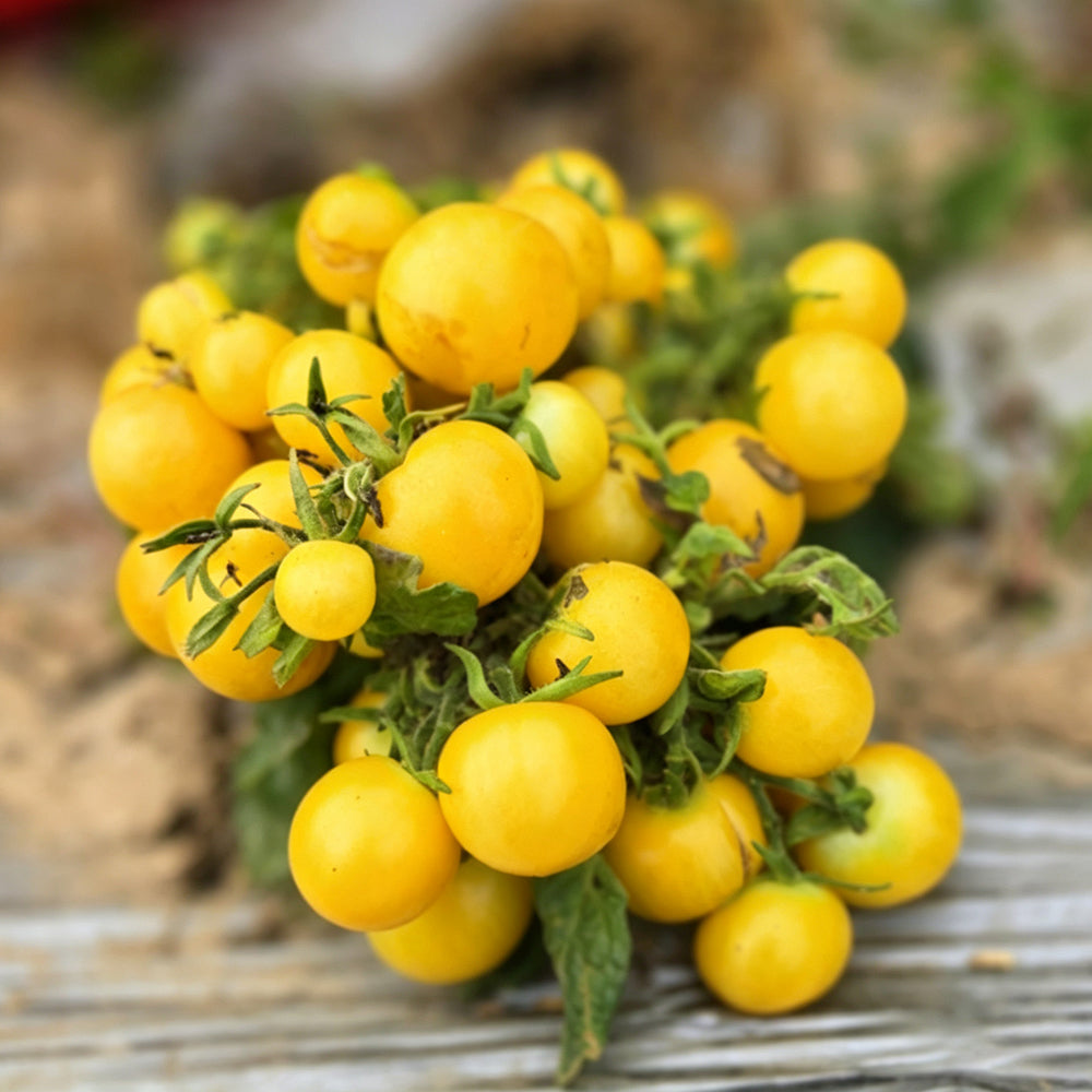 767 Micro Dwarf Birdie Jaune Tomato