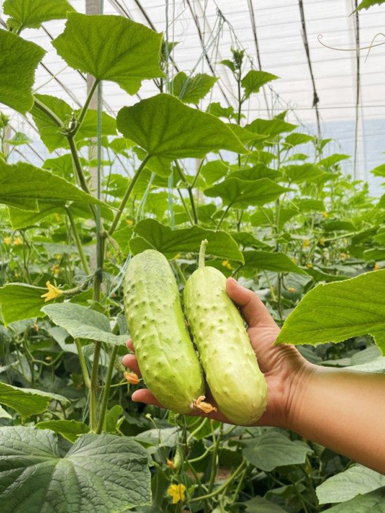 Chinese Large Thorn Fruit Cucumber