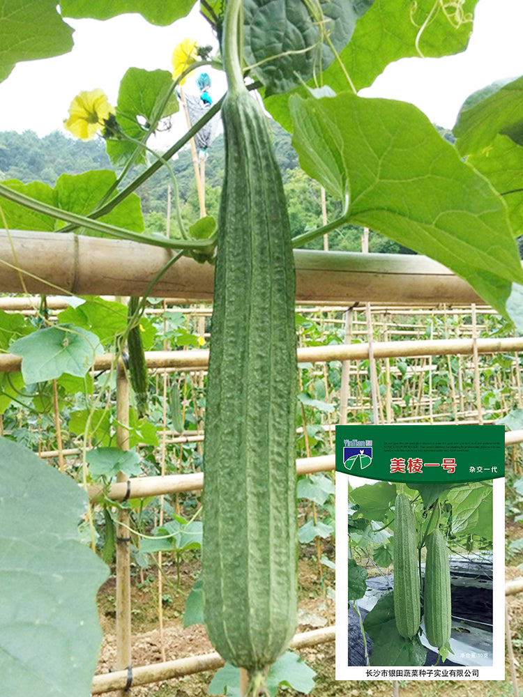 Meiling No.1 Luffa