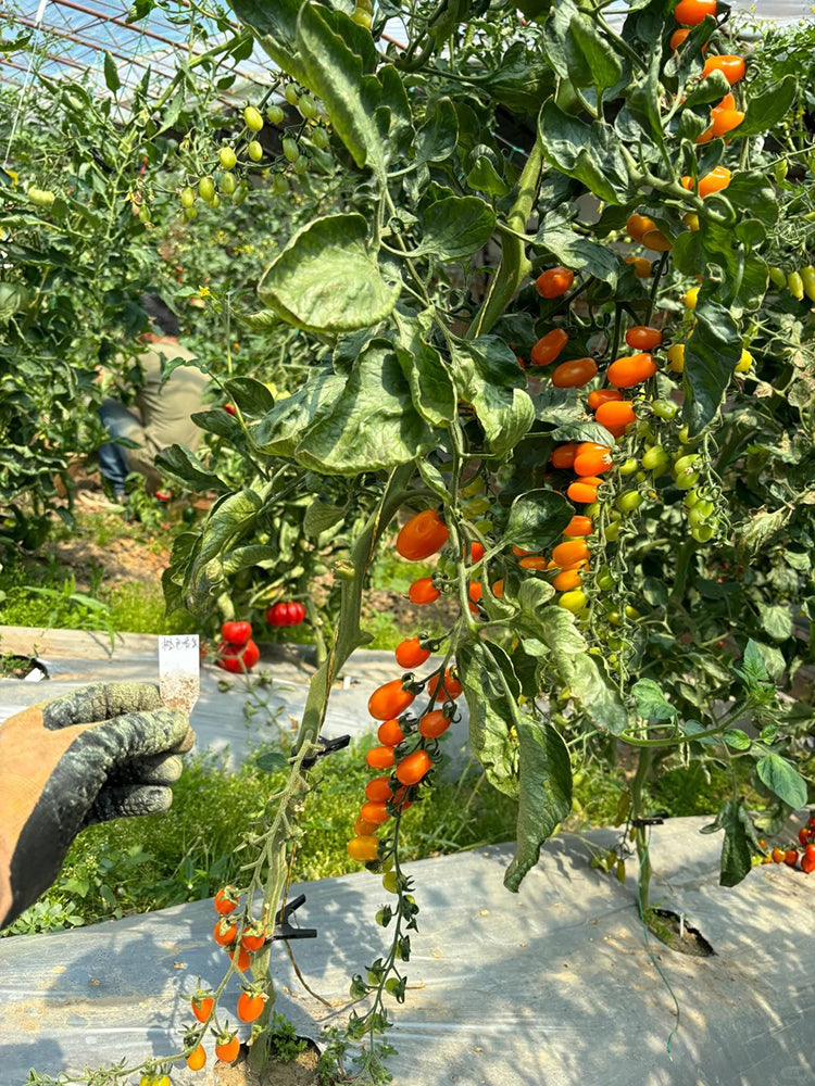 Orange Fountain Tomato