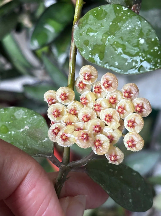 Hoya walliniana 'Dark Leaf Splash' Unrooted Stem Cuttings