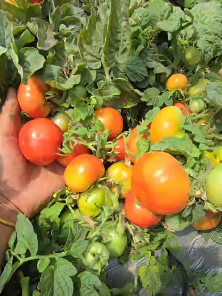 842 Micro Hockey Puck Tomato