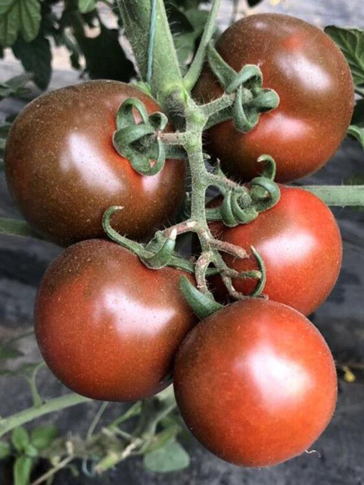 'Big Black Beauty' Tomato
