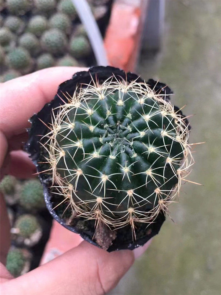 Lobivia Cactus