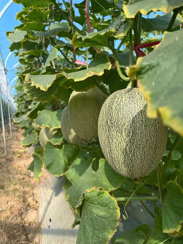 Xizhoumi Sweet Melon