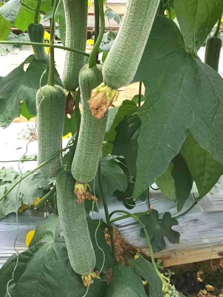 Chunxiang Luffa