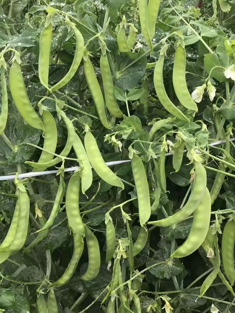 'Cuibao 616' Snow Pea
