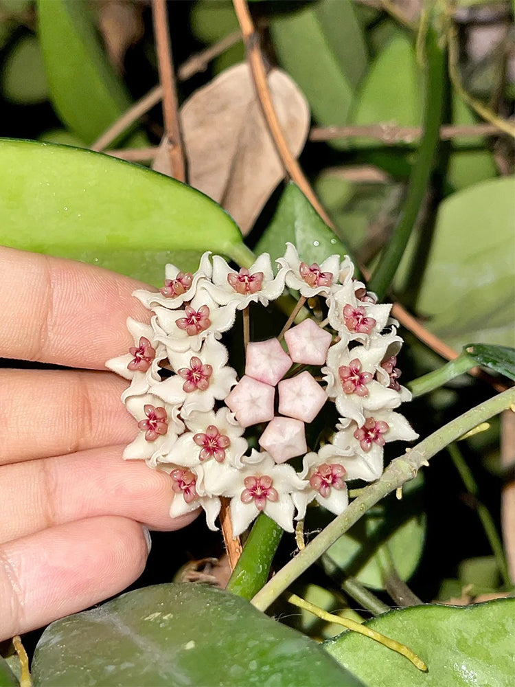 Hoya oblongacutifolia Unrooted Stem Cuttings