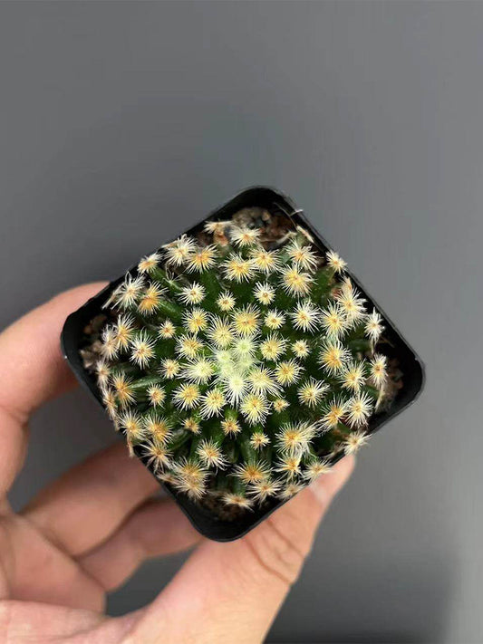 Mammillaria schiedeana